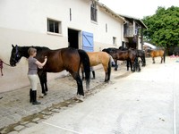 Equitation pour tous sur chevaux et poneys: ENFANTS ADULTES ADOLESCENTS